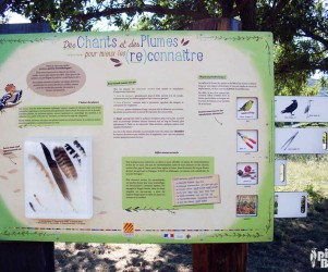 Les oiseaux des Pyrénées Orientales