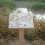Table de lecture – Illustration Faune
