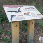 Table de lecture – habitants de la forêt