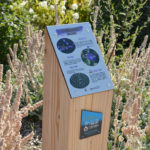 Plaque arboretum – La petite Pervenche