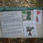 Table de lecture – Dessin tilleul