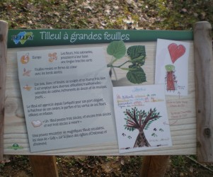 Signalétique touristique - Table de lecture - Dessin tilleul - Fabrication PIC BOIS