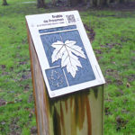Plaque arboretum – L’érable