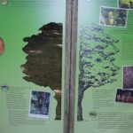 Panneau d’information – Découpe arbre