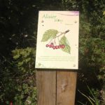 Plaque arboretum – Alisier blanc
