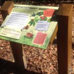 Table de lecture – La forêt comestible