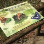 Table de lecture – Clairière forestière