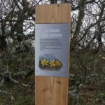 Plaque arboretum – La gagée des rochers