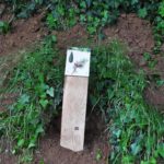 Plaque arboretum – Le sapin