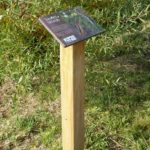 Plaque arboretum – Les saules tétards