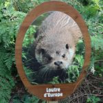 Plaque thématique – Loutre d’Europe
