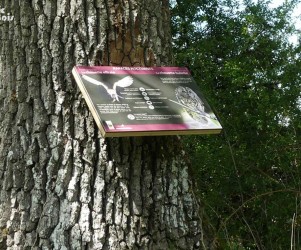 Signalétique touristique - Table de lecture - Rapaces nocturnes - Fabrication PIC BOIS