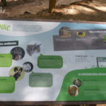 Table de lecture – L’ouïe des animaux