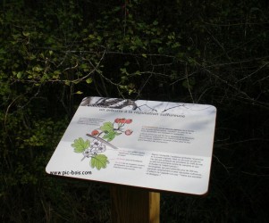 Signalétique touristique - Plaque arboretum - Illustration - Fabrication PIC BOIS
