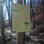Plaque arboretum – Aulne Glutineux