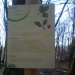 Plaque arboretum – Le hêtre