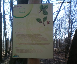 Signalétique touristique - Plaque arboretum - Le hêtre - Fabrication PIC BOIS
