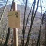 Plaque arboretum – Le merisier
