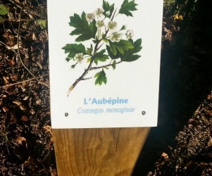 Signalétique touristique - Plaque arboretum - L'aubépine - Fabrication PIC BOIS