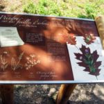 Table de dessin – Feuilles d’arbre