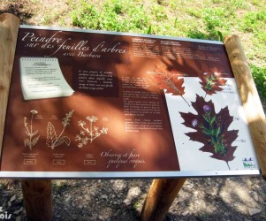 Signalétique touristique - Station de dessin - Feuilles d'arbre - Fabrication PIC BOIS