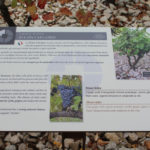 Table de lecture – Eclats calcaires
