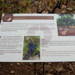 Table de lecture – Vignoble grès rouge
