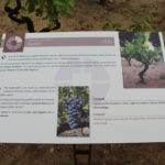 Table de lecture – Sol de vignoble
