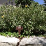 Plaque arboretum – Etiquette de plante