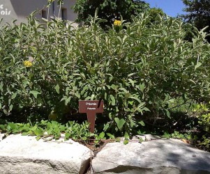 Signalétique touristique - Plaque arboretum - Etiquette de plante - Fabrication PIC BOIS