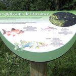 Table de lecture – Découverte poissons