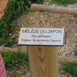 Plaque arboretum – Mélèze du japon