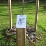 Plaque arboretum – Erable plane