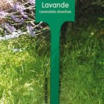 Plaque arboretum – La lavande