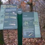 Table de lecture – Pousses et arbres