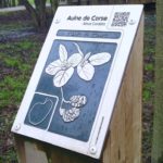 Plaque arboretum – Aulne de Corse