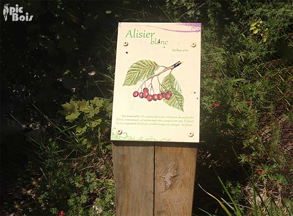 Signalétique touristique - Plaque arboretum - Alisier blanc - Fabrication PIC BOIS
