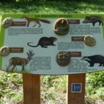 Parcours sensoriel – Empreintes animales