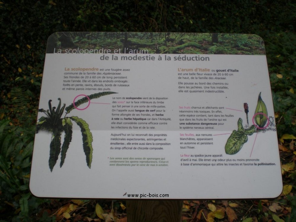 Signalétique touristique - Plaque arboretum - Flore locale - Fabrication PIC BOIS