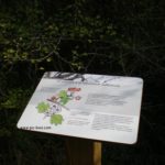 Plaque arboretum – Illustration