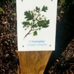 Plaque arboretum – L’aubépine