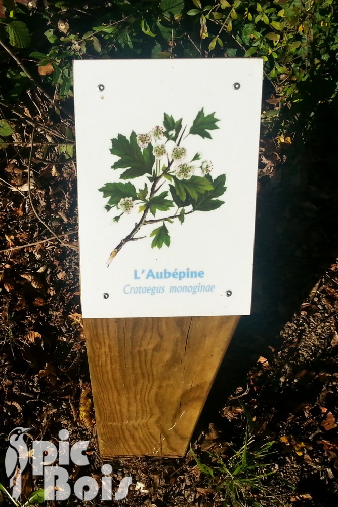 Signalétique touristique - Plaque arboretum - L'aubépine - Fabrication PIC BOIS