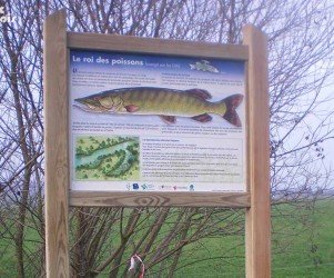 70-scey-sur-saone-panneaux-d-information-en-bois-presentation-poissons.jpg Signalétique touristique - Panneau d'information - Les poissons - Fabrication PIC BOIS