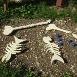 Maquette – Os et arêtes