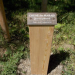 Plaque thématique – Chêne des marais