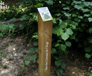 Signalétique touristique - Plaque arboretum - Tilleul commun - Fabrication PIC BOIS