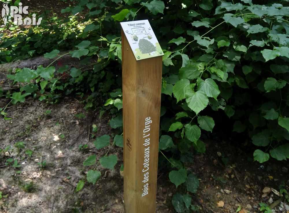 Signalétique touristique - Plaque arboretum - Tilleul commun - Fabrication PIC BOIS