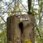 Silhouette – Chauve souris