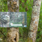 Panneau thématique – L&rsquo;arbre à cœur