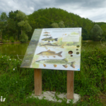 Table de lecture – Poissons de Seigy